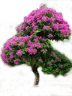 Material | PS | Plant | Bush灌木图片大全-Material | PS | Plant | Bush灌木高清好看的 ...