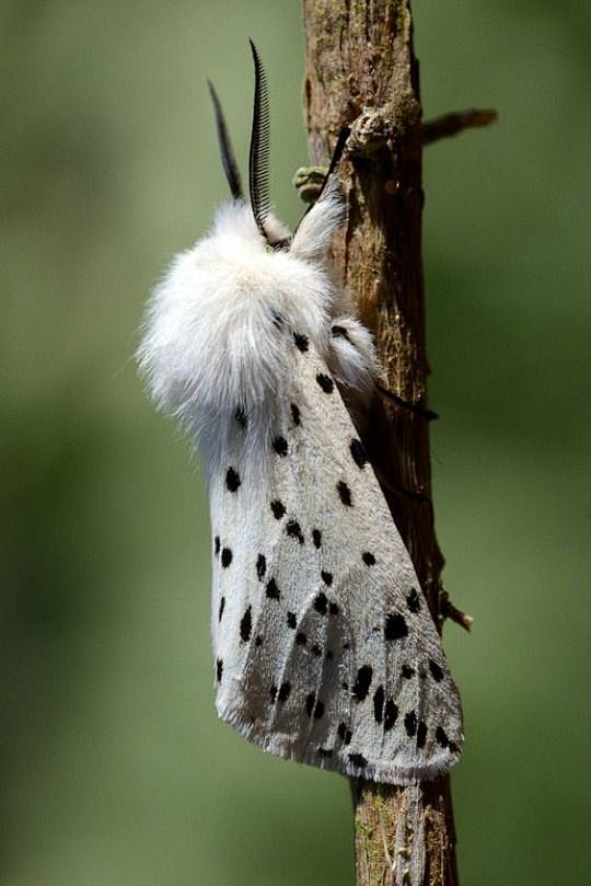 White Ermine Moth //...