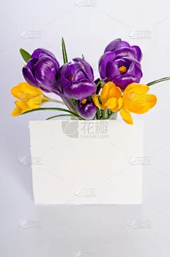 番红花属,黄色,文字,紫色,花束,卡片,自然美,深的,贺卡,空的