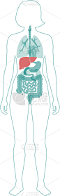 肝脏,生物学,健康保健,新陈代谢,胆汁,模板,女人,肝炎,品牌名称