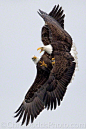 ♂ Animal birds Bald eagles fight over a fish in midair near Homer, Alaska