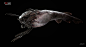 HEADLESS FISH