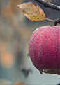 Apple on Tree