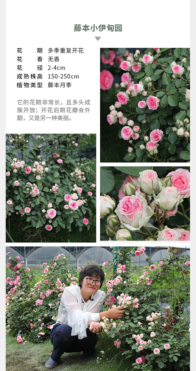 海蒂的花园海妈家夫人蓝色阴雨龙沙冰山爆花攀援爬藤拱门花墙月季-淘宝网