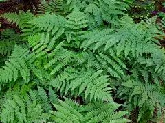 自然,壁纸,三个物体,欧洲赤松,复叶,清新,环境,枝繁叶茂,生物,春天