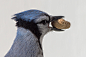 Blue Jays Project - Close-up