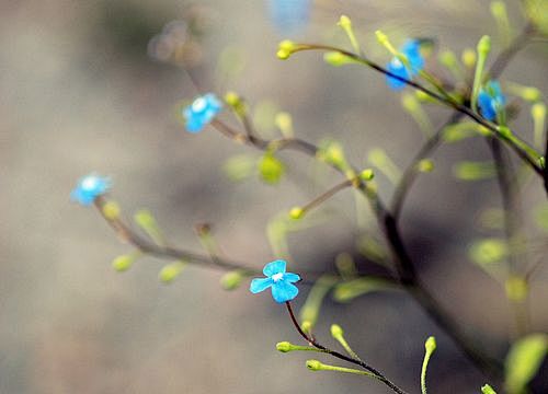 采自LYnn的花瓣画板“花们”