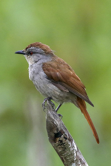 雀形目鸫科晨鸫属红尾晨鸫