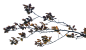 Deciduous Trees (77)