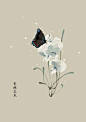 香豌豆花