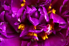 天然植物的背景。桃红紫色牡丹花微雕。牡丹花瓣，美丽的花卉壁纸。花纹理。摘要花开花背景。假期花牌