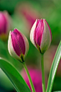 Tulipa humilis 'Persian Pearl' 矮花郁金香"波斯珍珠"