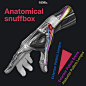 The Anatomical Snuffbox