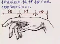 怎么画手？手部速写教程