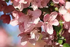 粉红色的花朵 高清壁纸 春天 花卉背景 花枝 自由背景 自然背景