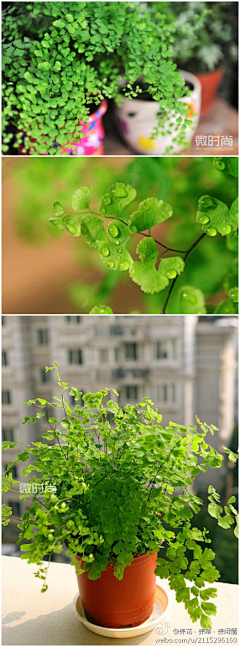 沐熙好采集到zhiyu 植物