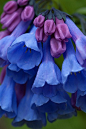 蓝铃花  铃兰花只伴着五月的春风开放，她的花语是幸福归来.