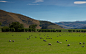 新西兰田园风光图片