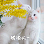 那些可爱的猫咪表情包