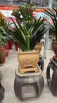 君子兰  - 源文件下载【酷图网】花卉,植物,花朵,盛开,兰花盆景,紫色,百子莲,君子兰盆景,蓝花君子兰,垂笑君子兰,君子兰盆栽花,鲜花,兰花,君子兰,蝴蝶兰,鲜花图片,鲜花摄影,鲜花素材,家居绿植,开花植物,家居盆栽,高清壁纸,花壁纸,花高清壁纸,壁纸,盆栽,盆景,花圃,花园,公园,公园花草,公园绿化,园林景观,花店,