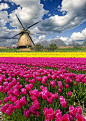 荷兰的郁金香季节