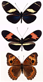 高清晰美丽花蝴蝶标本昆虫壁纸