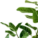 绿色植物 PNG