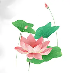 荷花