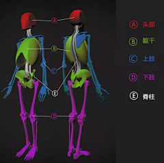 树懒没图力采集到人体结构