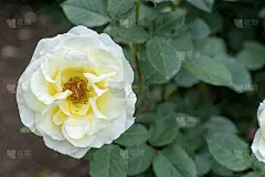 美丽的玫瑰“艾琳娜”花