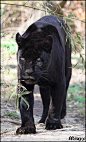 Female Jaguar (Panthera onca, #jaguar)..stunning.
