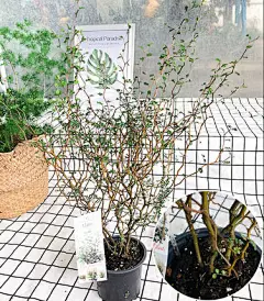 新货刺槐新西兰小孩苦参Sophora 'Little Baby童话树进口观叶植物