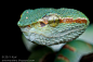 janba58:

MPE65 viper portrait…..IMG_8726 copy Tropidoleamus subannulatus by Kurt (orionmystery.blogspot.com) on Flickr.