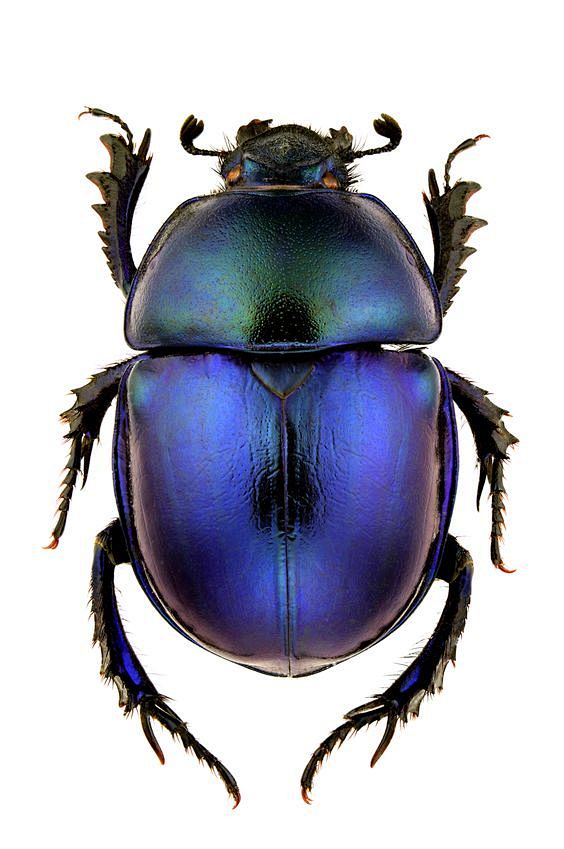 Beetle: 