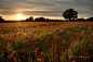 500px / Photo "Evening poppies" by Rachael Talibart