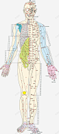 彩色手绘人体经络矢量图 设计图片 免费下载 页面网页 平面电商 创意素材