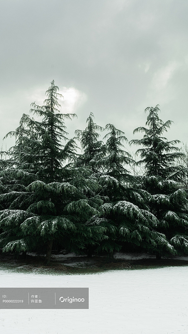 雪地上的松树#冬天# #冬季# #闪烁#...