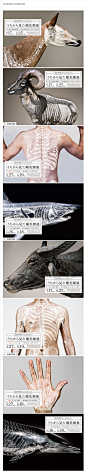 Composition of Mammals_视觉共享