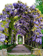 wisteria in the gardens, Villa Pisani, Veneto, Italy - built by Girolamo Frigimelica and Francesco Maria Preti, 1720-1740