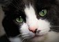 Black Cat Melancholia Kitty - Free photo on Pixabay