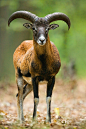 Mouflon by JMrocek on deviantART