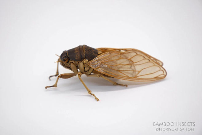 油蝉largebrowncicada油蝉是在夏天就能经常看到听到的