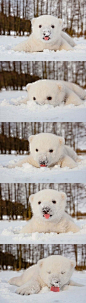 Baby Polar Bear in The Snow for The First Time #萌#