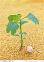 绿芽生命-沙中的绿色嫩苗
