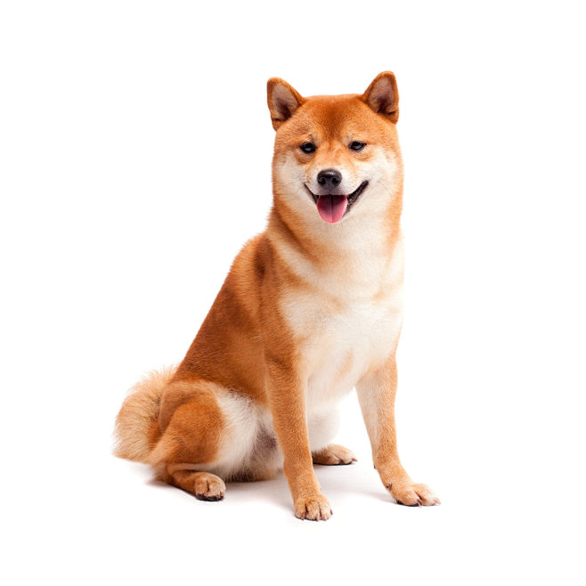 中 柴犬 (4)