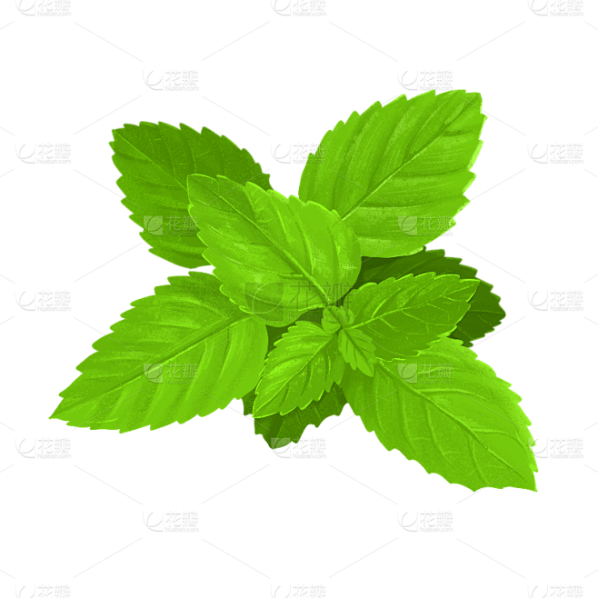 手绘调味品贴纸-薄荷叶