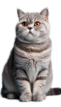 小猫