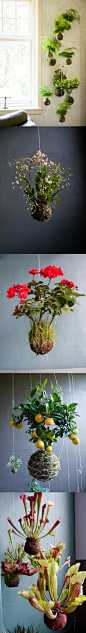 hanging garden 