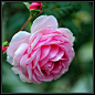 F_DDE6917-玫瑰花-Rose-遺產-Heritage-Ch…