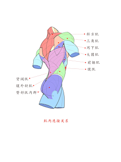 背部肌肉结果/画法-花瓣网|陪你做生活的设计师 | 人体结构躯干画法解析，简单易懂好上手~